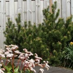 Dwerg Bergden (Pinus Mugo 'Mops') -DIRECTPLANT Winkel pinus mugo mughus 1