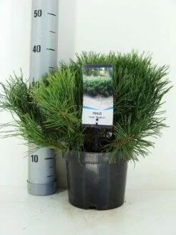 Bergden (Pinus Mugo Mughus) 20 Bergden (Pinus Mugo Mughus) -DIRECTPLANT Winkel pinus mugo mughus c3 m