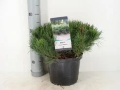 Bergden (Pinus Mugo Mughus) 19 Bergden (Pinus Mugo Mughus) -DIRECTPLANT Winkel pinus mugo mughus c5 m