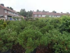 Bergden (Pinus Mugo Mughus) 17 Bergden (Pinus Mugo Mughus) -DIRECTPLANT Winkel pinus mugo mughus diameter 100 125 150 c130