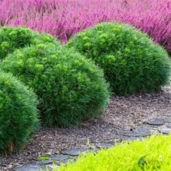 Dwerg Bergden (Pinus Mugo 'Varella') 7 Dwerg Bergden (Pinus Mugo 'Varella') -DIRECTPLANT Winkel pinus mugo varella