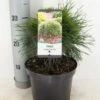 Dwerg Bergden (Pinus Mugo 'Varella') -DIRECTPLANT Winkel pinus mugo varella c3 m