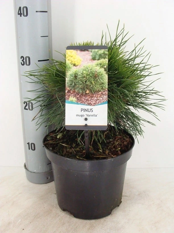 Dwerg Bergden (Pinus Mugo 'Varella') 3 Dwerg Bergden (Pinus Mugo 'Varella')