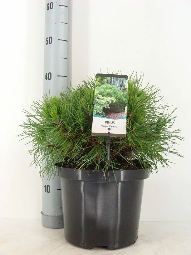 Dwerg Bergden (Pinus Mugo 'Varella') 4 Dwerg Bergden (Pinus Mugo 'Varella') - Afbeelding 2