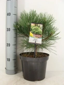 Oostenrijkse Den (Pinus Nigra 'Nana') 6 Oostenrijkse Den (Pinus Nigra 'Nana') -DIRECTPLANT Winkel pinus nigra nana c3 m