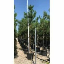 Oostenrijkse Den Als Boom (Pinus Nigra Nigra) 31 Oostenrijkse Den Als Boom (Pinus Nigra Nigra) -DIRECTPLANT Winkel pinus nigra nigra 16 18