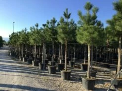 Oostenrijkse Den Als Boom (Pinus Nigra Nigra) 41 Oostenrijkse Den Als Boom (Pinus Nigra Nigra) -DIRECTPLANT Winkel pinus nigra nigra 16 18cm