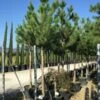 Oostenrijkse Den Als Boom (Pinus Nigra Nigra) -DIRECTPLANT Winkel pinus nigra nigra 1618