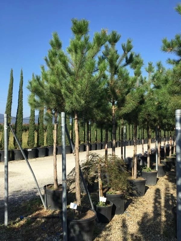 Oostenrijkse Den Als Boom (Pinus Nigra Nigra) 3 Oostenrijkse Den Als Boom (Pinus Nigra Nigra)