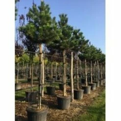 Oostenrijkse Den Als Boom (Pinus Nigra Nigra) 33 Oostenrijkse Den Als Boom (Pinus Nigra Nigra) -DIRECTPLANT Winkel pinus nigra nigra 18 20