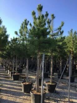 Oostenrijkse Den Als Boom (Pinus Nigra Nigra) 40 Oostenrijkse Den Als Boom (Pinus Nigra Nigra) -DIRECTPLANT Winkel pinus nigra nigra 18 20 1