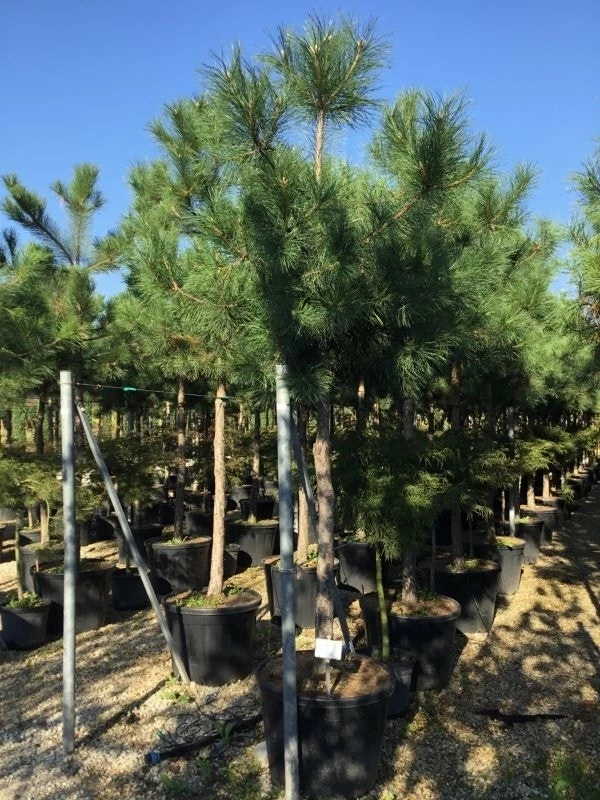 Oostenrijkse Den Als Boom (Pinus Nigra Nigra) 6 Oostenrijkse Den Als Boom (Pinus Nigra Nigra) - Afbeelding 4