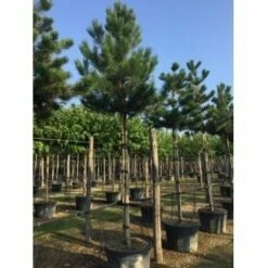 Oostenrijkse Den Als Boom (Pinus Nigra Nigra) 37 Oostenrijkse Den Als Boom (Pinus Nigra Nigra) -DIRECTPLANT Winkel pinus nigra nigra 20 25