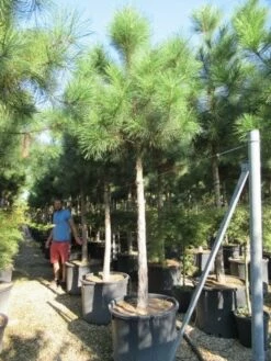 Oostenrijkse Den Als Boom (Pinus Nigra Nigra) 34 Oostenrijkse Den Als Boom (Pinus Nigra Nigra) -DIRECTPLANT Winkel pinus nigra nigra 20 25 2