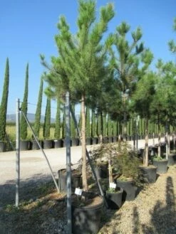 Oostenrijkse Den Als Boom (Pinus Nigra Nigra) 35 Oostenrijkse Den Als Boom (Pinus Nigra Nigra) -DIRECTPLANT Winkel pinus nigra nigra 20 25 3