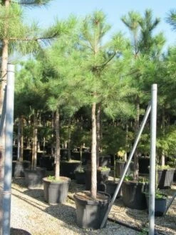 Oostenrijkse Den Als Boom (Pinus Nigra Nigra) 36 Oostenrijkse Den Als Boom (Pinus Nigra Nigra) -DIRECTPLANT Winkel pinus nigra nigra 20 25 4