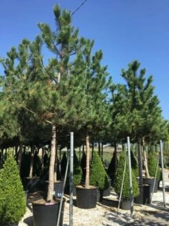 Oostenrijkse Den Als Boom (Pinus Nigra Nigra) 39 Oostenrijkse Den Als Boom (Pinus Nigra Nigra) -DIRECTPLANT Winkel pinus nigra nigra 30 35