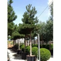 Oostenrijkse Den Als Boom (Pinus Nigra Nigra) 38 Oostenrijkse Den Als Boom (Pinus Nigra Nigra) -DIRECTPLANT Winkel pinus nigra nigra 30 35 1