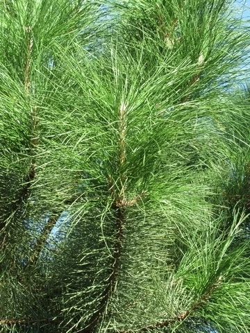 Oostenrijkse Den Als Boom (Pinus Nigra Nigra) 10 Oostenrijkse Den Als Boom (Pinus Nigra Nigra) - Afbeelding 8