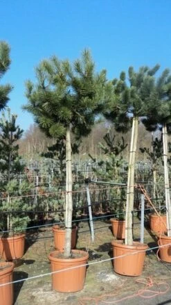 Oostenrijkse Den Als Boom (Pinus Nigra Nigra) 27 Oostenrijkse Den Als Boom (Pinus Nigra Nigra) -DIRECTPLANT Winkel pinus nigra nigra stamboom 250 300