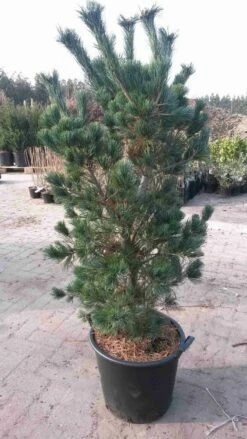 Blauwe Japanse Den (Pinus Parviflora 'Glauca')