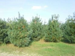 Bergden (Pinus Strobus 'Radiata') -DIRECTPLANT Winkel pinus storbus diverse 1