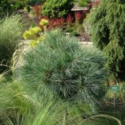 Bergden (Pinus Strobus 'Radiata') -DIRECTPLANT Winkel pinus strobus radiata 1