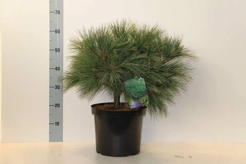 Bergden (Pinus Strobus 'Radiata') 4 Bergden (Pinus Strobus 'Radiata') - Afbeelding 2