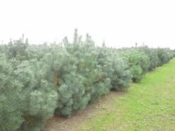 Grove Den, Solitair (Pinus Sylvestris) -DIRECTPLANT Winkel pinus sylvestris
