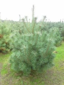Grove Den, Solitair (Pinus Sylvestris) -DIRECTPLANT Winkel pinus sylvestris 175 200