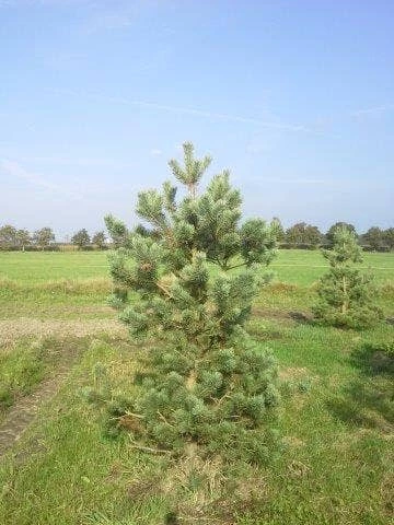 Grove Den, Solitair (Pinus Sylvestris) 11 Grove Den, Solitair (Pinus Sylvestris) - Afbeelding 9