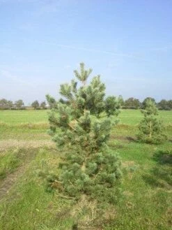 Grove Den, Solitair (Pinus Sylvestris) -DIRECTPLANT Winkel pinus sylvestris 200
