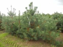 Grove Den, Solitair (Pinus Sylvestris) -DIRECTPLANT Winkel pinus sylvestris 250 300