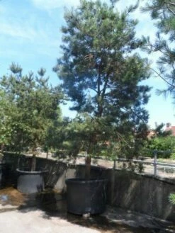 Grove Den, Solitair (Pinus Sylvestris) -DIRECTPLANT Winkel pinus sylvestris 350 400 450 c1000 2
