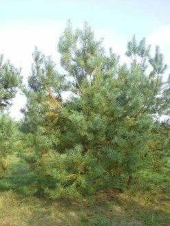 Grove Den, Solitair (Pinus Sylvestris) -DIRECTPLANT Winkel pinus sylvestris 400 2