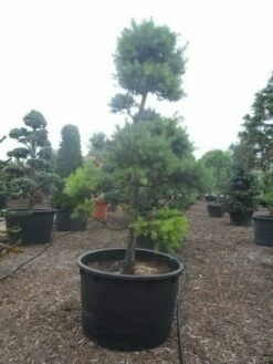 Grove Den Als Bonsai (Pinus Sylvestris) -DIRECTPLANT Winkel pinus sylvestris bonsai c1000