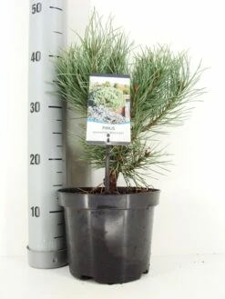 Grove Den (Pinus Sylvestris 'Watereri') 6 Grove Den (Pinus Sylvestris 'Watereri') -DIRECTPLANT Winkel pinus sylvestris watereri c3 m