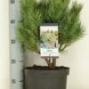 Grove Den (Pinus Sylvestris 'Watereri') 1 Grove Den (Pinus Sylvestris 'Watereri') -DIRECTPLANT Winkel pinus sylvestris watereri c5 m 1