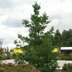 Treurden (Pinus Wallichiana) -DIRECTPLANT Winkel pinus wallichiana