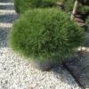 Zwarte Den (Pinus Nigra 'Marie Bregeon') -DIRECTPLANT Winkel pinusnigramariebregeon02