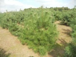 Grove Den, Solitair (Pinus Sylvestris) -DIRECTPLANT Winkel pinussylv 125 150 13 9 2014