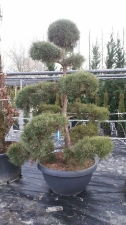 Grove Den Als Bonsai (Pinus Sylvestris) -DIRECTPLANT Winkel pinussylvestrisbonsai01
