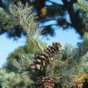 Bergden (Pinus Strobus 'Radiata') -DIRECTPLANT Winkel pisradia 5 1