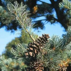 Bergden (Pinus Strobus 'Radiata')