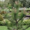 Grove Den, Solitair (Pinus Sylvestris) -DIRECTPLANT Winkel pisylves 21 2