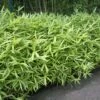 Bamboe (Pleioblastus Pumilus) -DIRECTPLANT Winkel pleioblastus pumilus