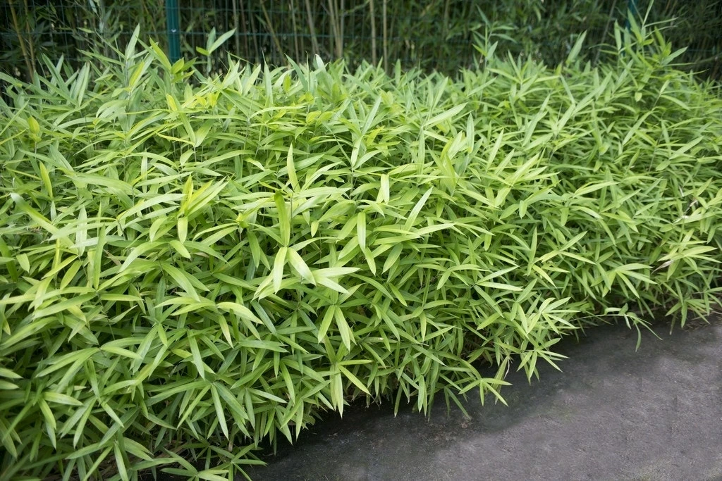 Bamboe (Pleioblastus Pumilus) 3 Bamboe (Pleioblastus Pumilus)