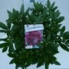 Rhododendron (Rhododendron 'Polarnacht') -DIRECTPLANT Winkel polarnacht c5 boven