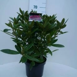 Rhododendron (Rhododendron 'Polarnacht') -DIRECTPLANT Winkel polarnacht c5 voor