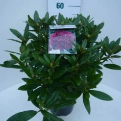 Rhododendron (Rhododendron 'Polarnacht') -DIRECTPLANT Winkel polarnacht c5 zij